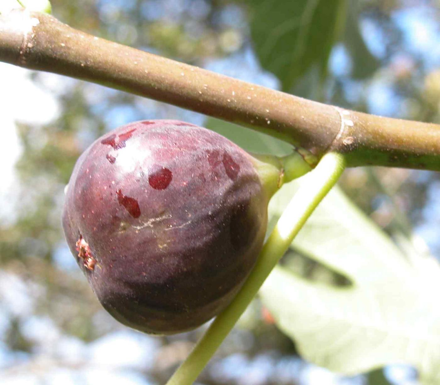 Fig fruit